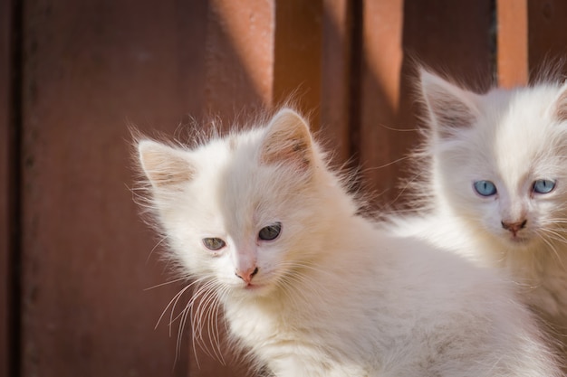 Witte speelse kitten buiten