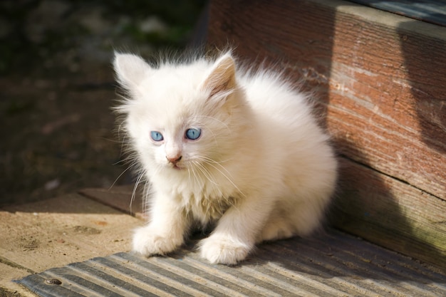 Witte speelse kitten buiten