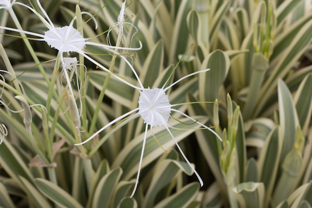 Witte spinnenlelie, hymenocallis