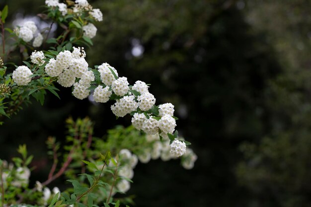 Witte spiraea moerasspirea struik in bloeiknoppen en witte bloemen van Duitse moerasspirea