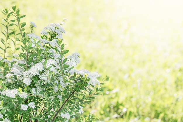 Witte spirea op groen gras als achtergrond