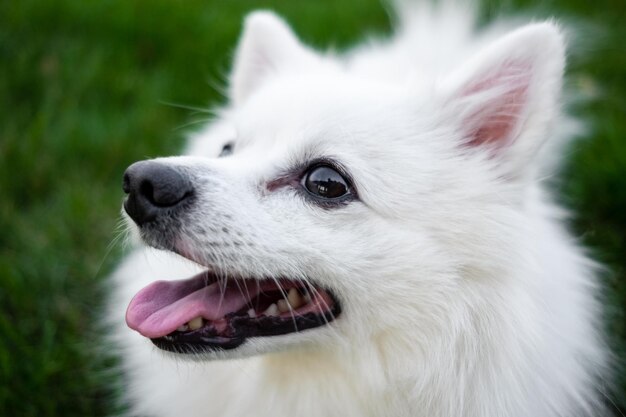 Witte spits voor een wandeling Schattige pluizige puppy van de Duitse Spitz Pommeren speelt voor een wandeling in de natuur