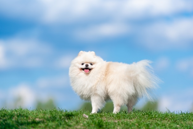 Witte Spitz van het hondenras op groen gras op blauwe wolkenhemel.