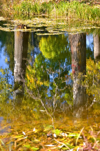 Witte stampopulier en blauwe lucht weerspiegeld in de waterherfst