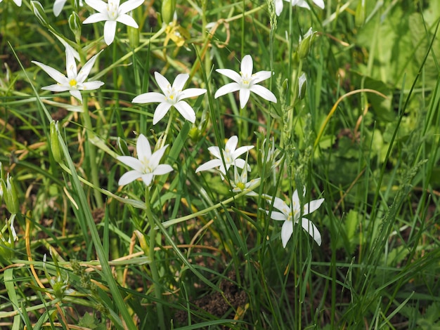 Witte ster van Bethlehem bloem