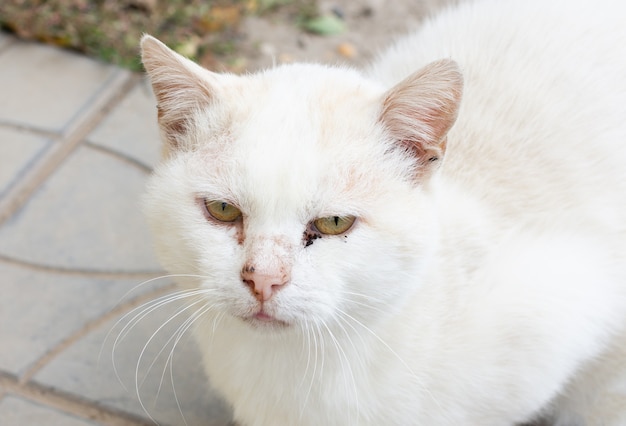 Witte straat dakloze kat met zieke ogen dicht. Close-up portret van een witte kat ziek arme kat hulp nodig