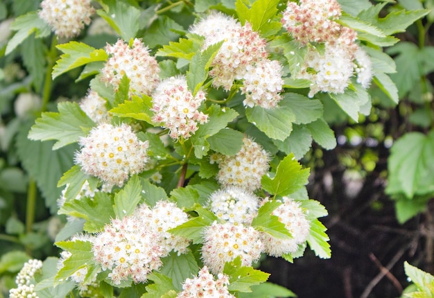 Witte struikbloemen van de viburnum-gebladerde pemphigus, natuurlijke natuurlijke achtergrond.