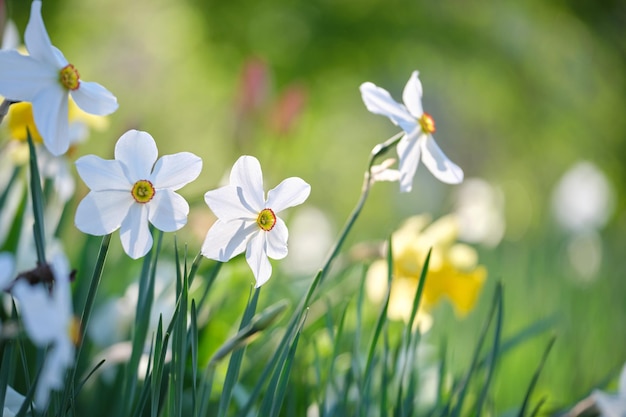 Witte tedere narcissen bloemen bloeien in de lente zonnige tuin.