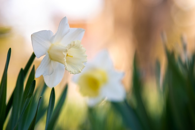 Witte tedere narcissen die in de lentetuin bloeien.