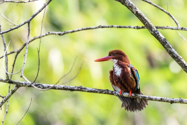 Witte throated ijsvogel zat en keek