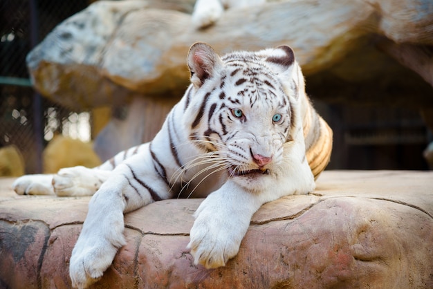Witte tijger die op de rotsen ligt.