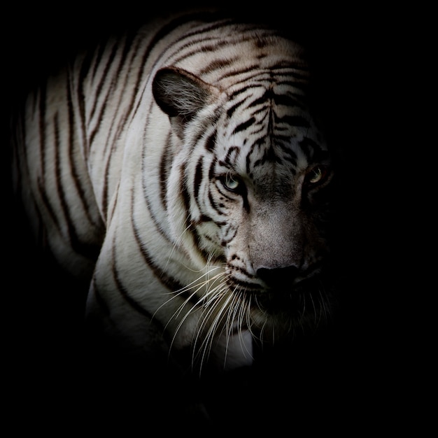 Witte tijger geïsoleerd op zwarte achtergrond