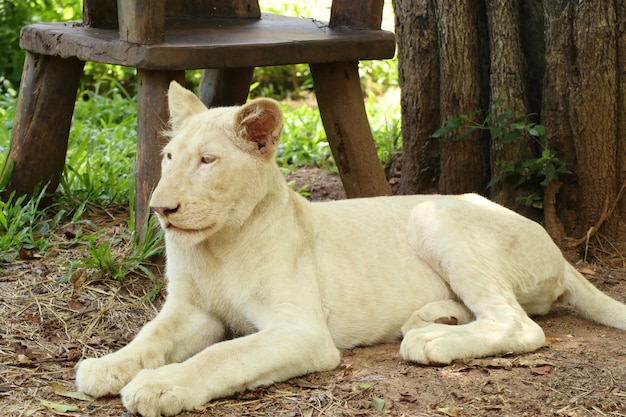 witte tijger in dierentuin