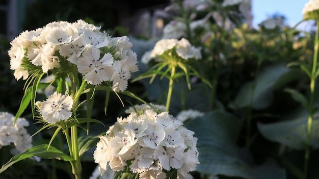 Witte tuin klaver bloemen