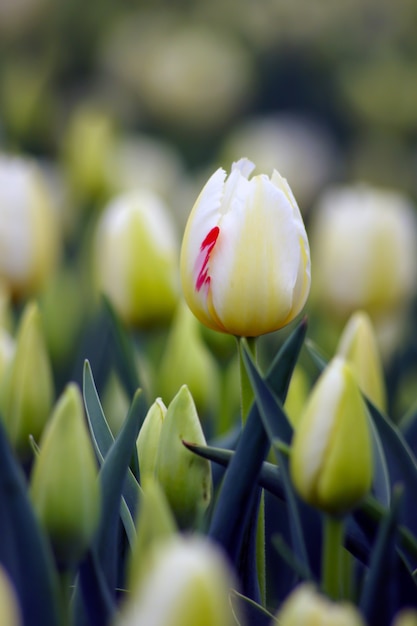 Witte tulp bloeit in de lente