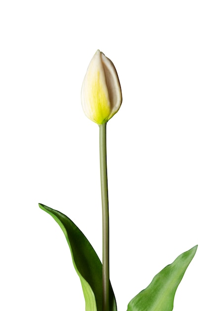 Witte tulp bloem geïsoleerd op een witte achtergrond met uitknippad