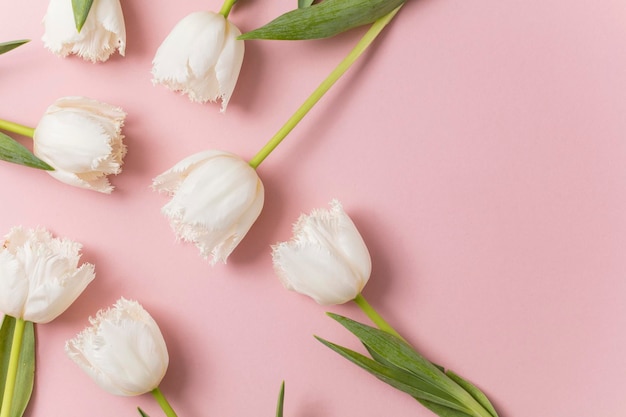 Witte tulp bloemen op een pastelroze achtergrond