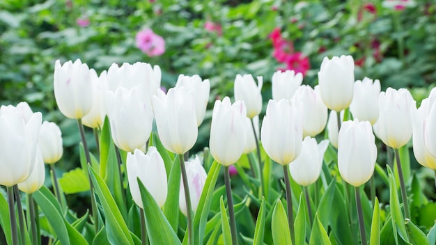 Witte tulp in de tuin.