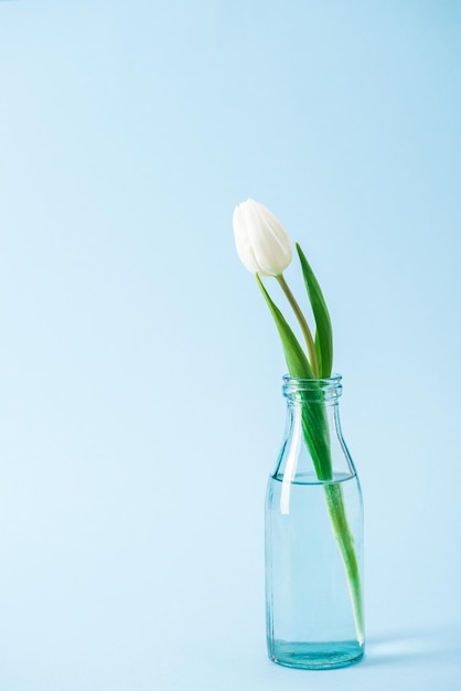 Witte tulp in transparante glazen vaas op blauwe achtergrond