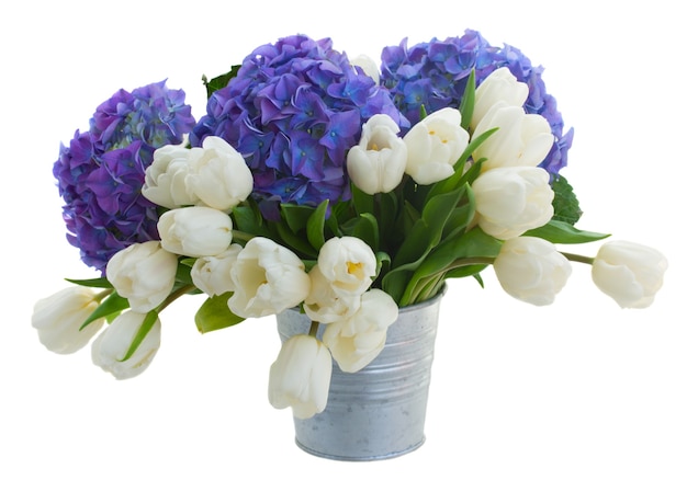 Witte tulpen en blauwe hortensia bloemen in metalen pot geïsoleerd op witte ruimte