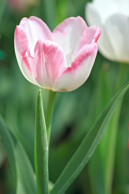 Witte tulpen en zachtroze.