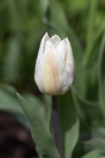 Witte tulpen enkele vroege coquette close-up