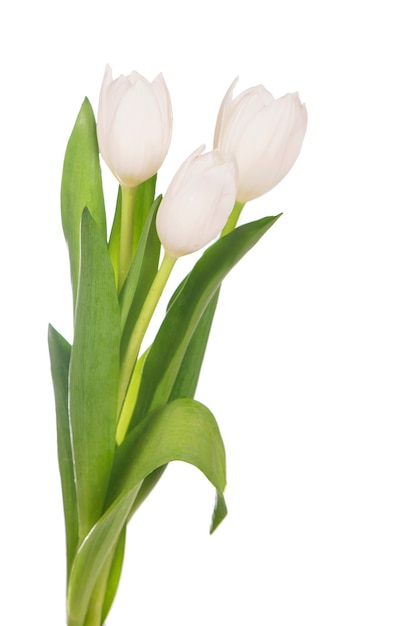 Witte tulpen geïsoleerd op de witte achtergrond