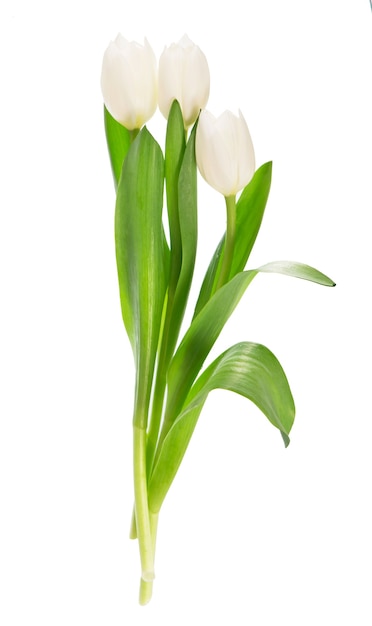 Witte tulpen geïsoleerd op het wit