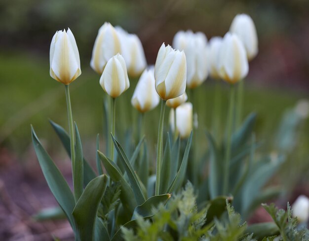 Witte tulpen groeien en beginnen te bloeien in een aangelegde tuin Close-up beeld van bloemen bloeien in de lente in de natuur Tulipa gesneriana bloeiende planten groeien van lange en korte groene stengels