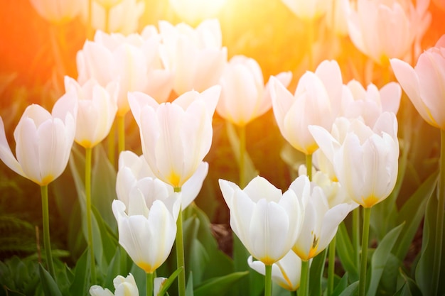 Witte tulpen groen gebladerte als achtergrond