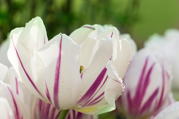 Witte tulpen met delicate roze strepen