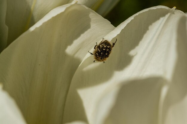 Witte tulpen met een insect op een bloemblad