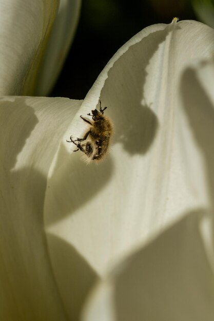 Witte tulpen met een insect op een bloemblad