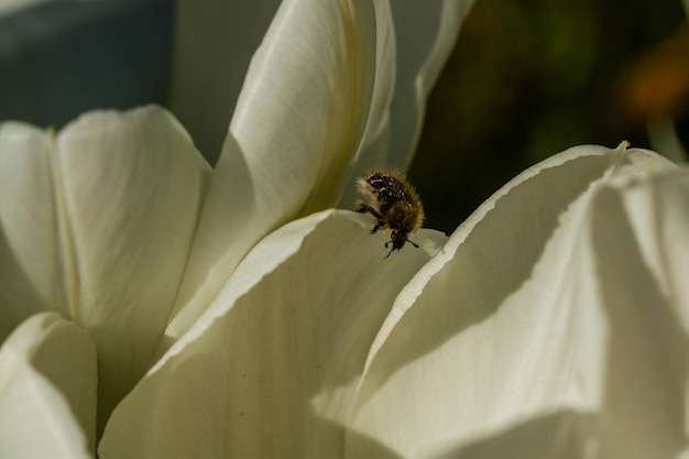 Witte tulpen met een insect op een bloemblad