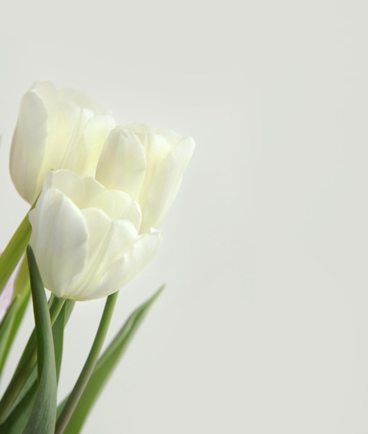 Witte tulpen met groene bladeren op een witte achtergrond, close-up met een kopie van de ruimte. Nationale bloem van Nederland, Turkije en Hongarije