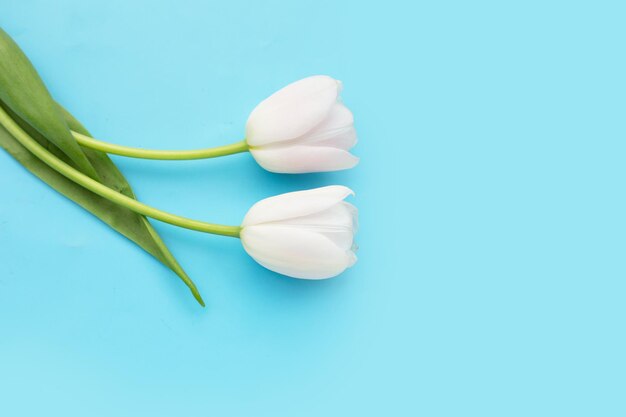 Witte tulpen op blauwe achtergrond