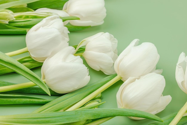 Foto witte tulpen op een pastelgroene achtergrond bloeiende bloemen fes