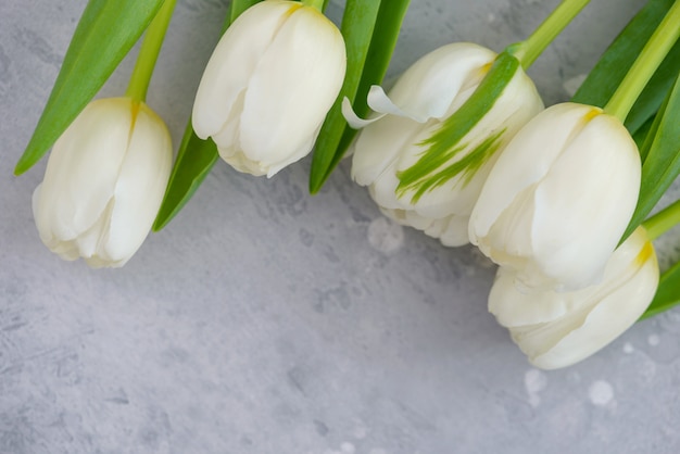 Witte tulpen op grijze achtergrond