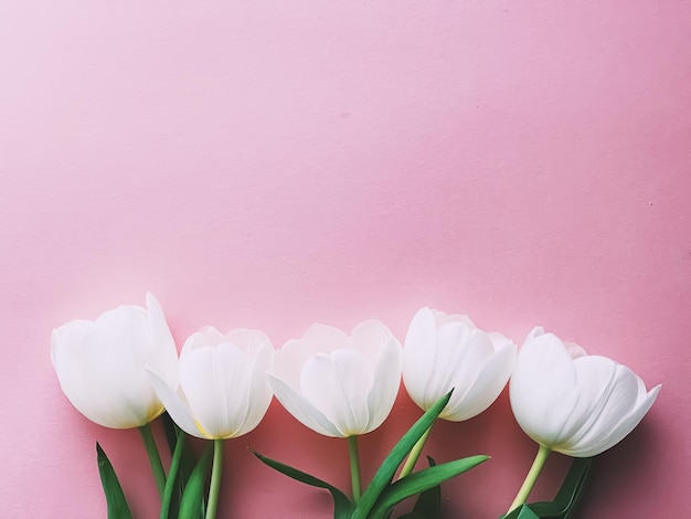 Witte tulpen op roze achtergrond mooie bloemen als flatlay achtergrond lente concept