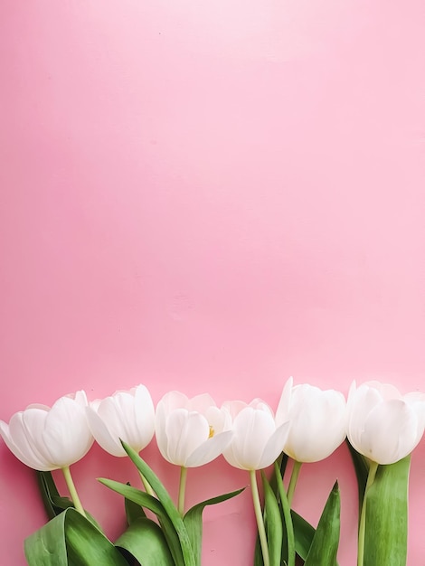 Witte tulpen op roze achtergrond mooie bloemen als flatlay achtergrond lente concept