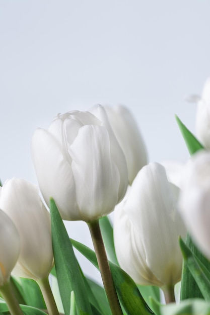 Witte tulpen op witte achtergrond Lente tulp bloemen achtergrond Bloem briefkaart