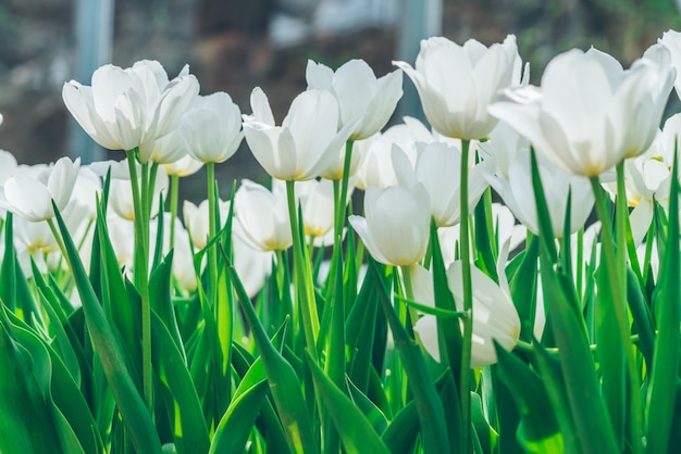 Witte tulpen