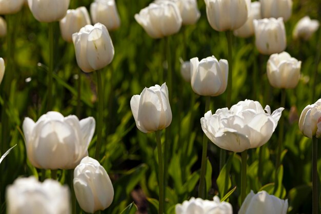 witte tulpen