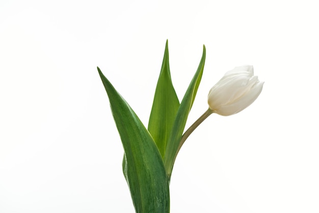 Witte tulpenbloem die op wit wordt geïsoleerd