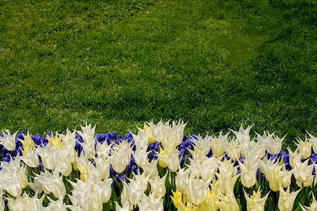 Witte tulpenbloemen in de tuin.