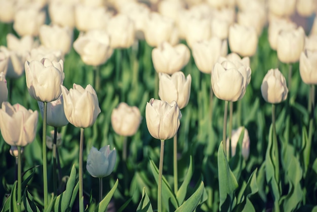 Witte tulpenbloemen