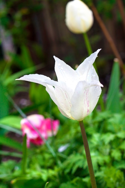 Witte tulpenclose-up