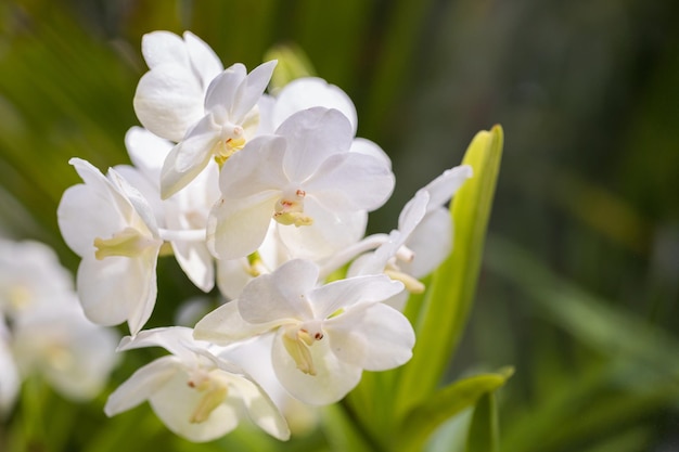 Witte Vanda-orchideebloemen in de tuin