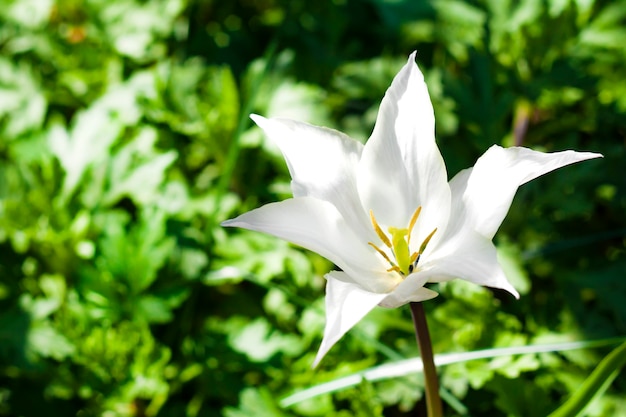 Witte variëteitentulpclose-up op groene gebladerteachtergrond