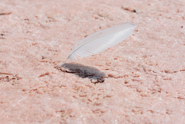 Witte veer op het oppervlak van het roze meer Sasyk Sivash in de Krim